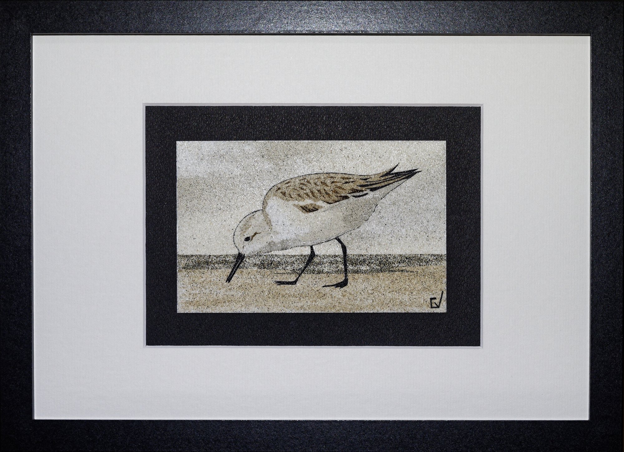Bécasseau sanderling
