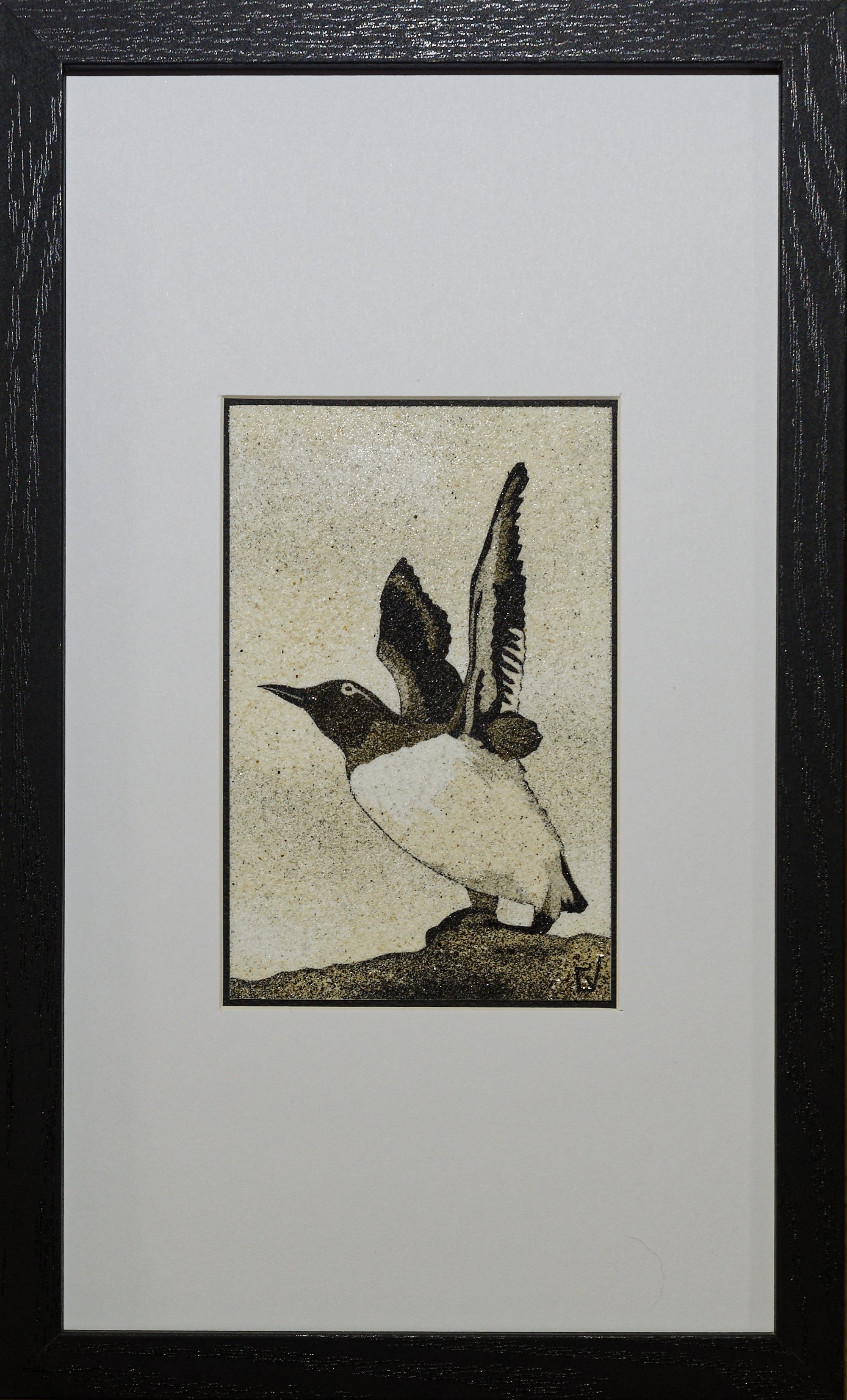 Guillemot