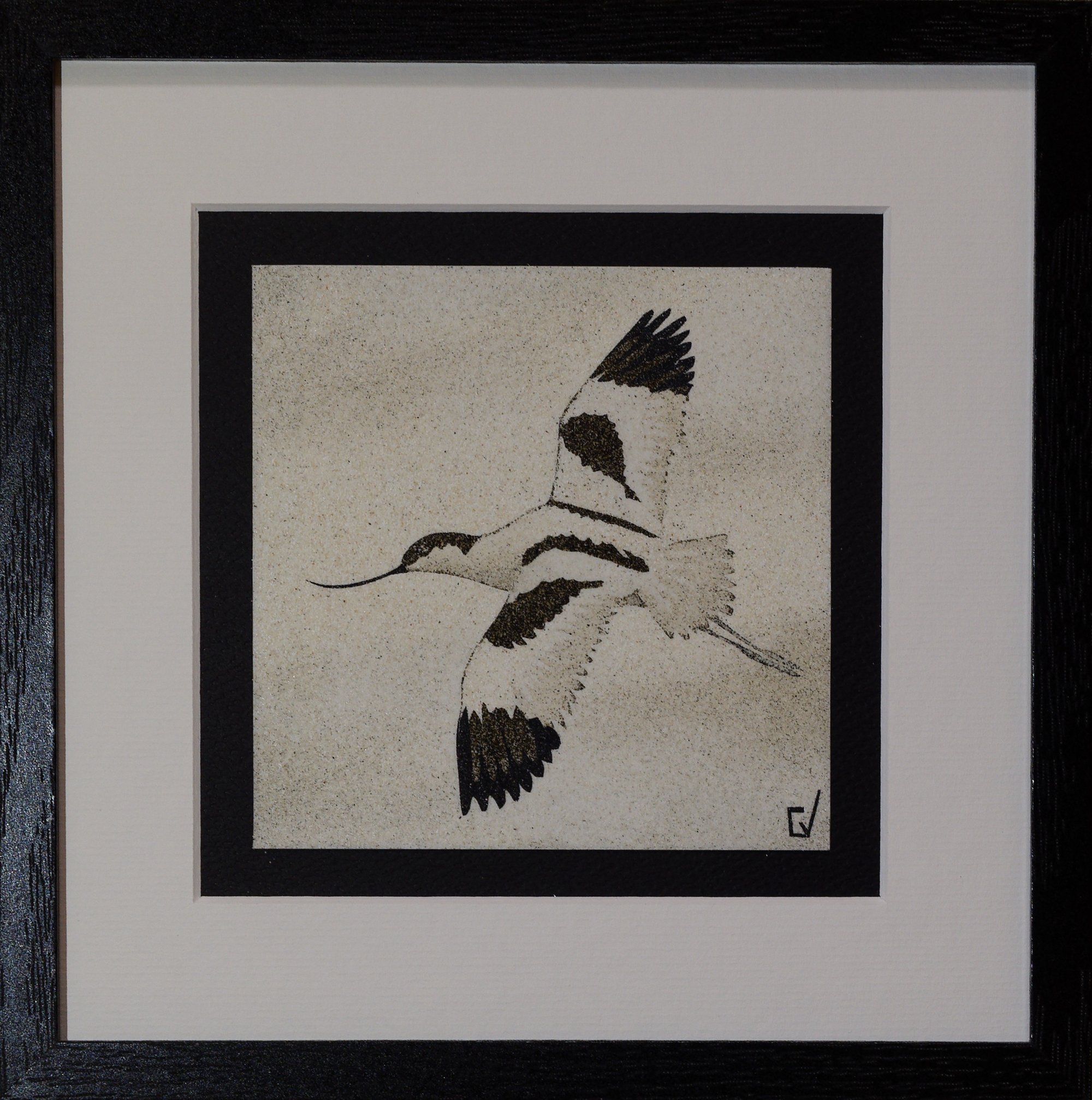 Avocette élégante