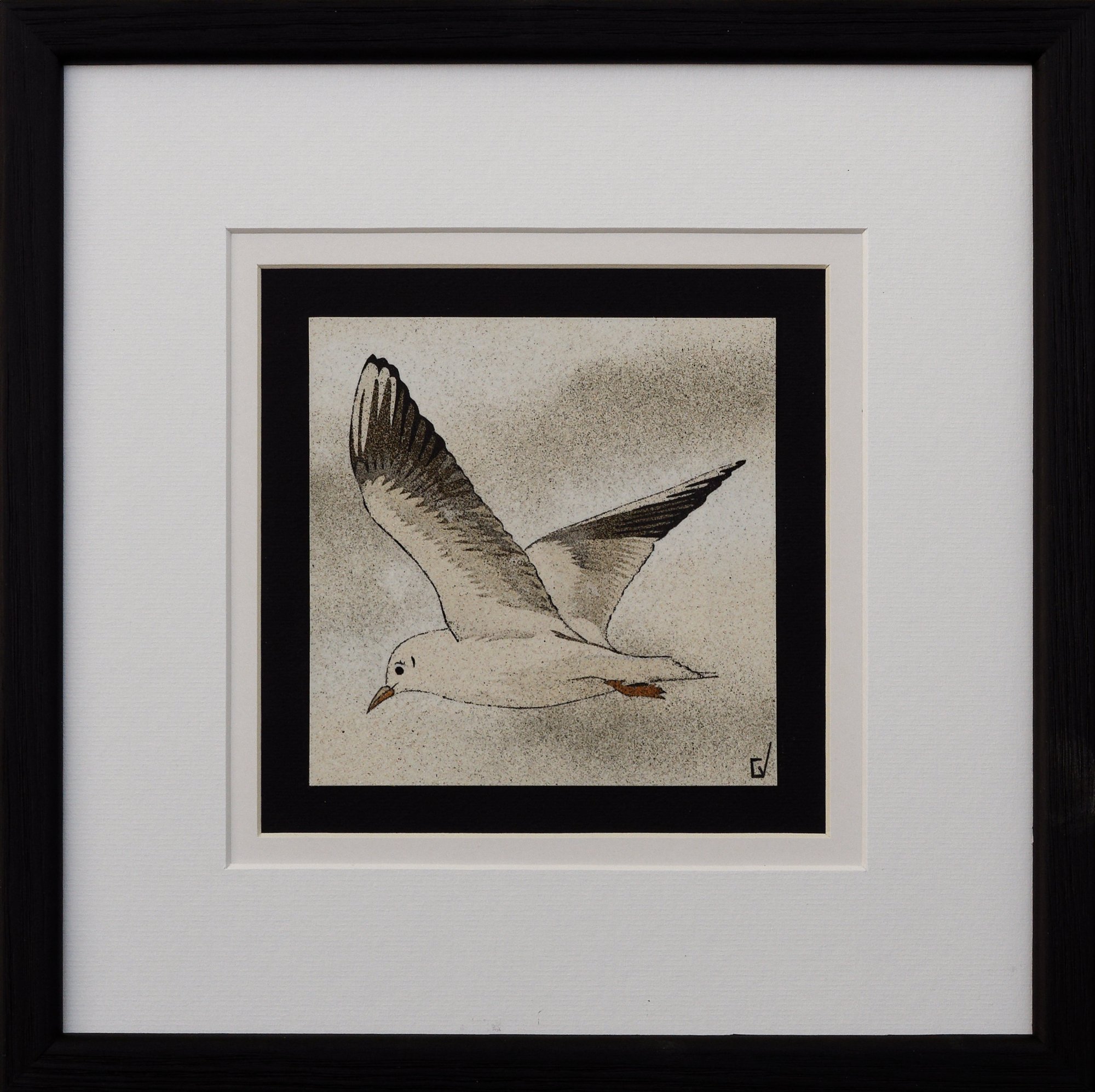 Mouette bretonne
