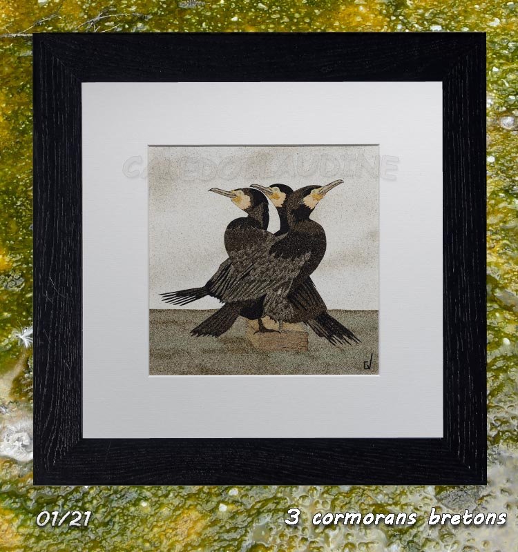 Cormorans bretons
