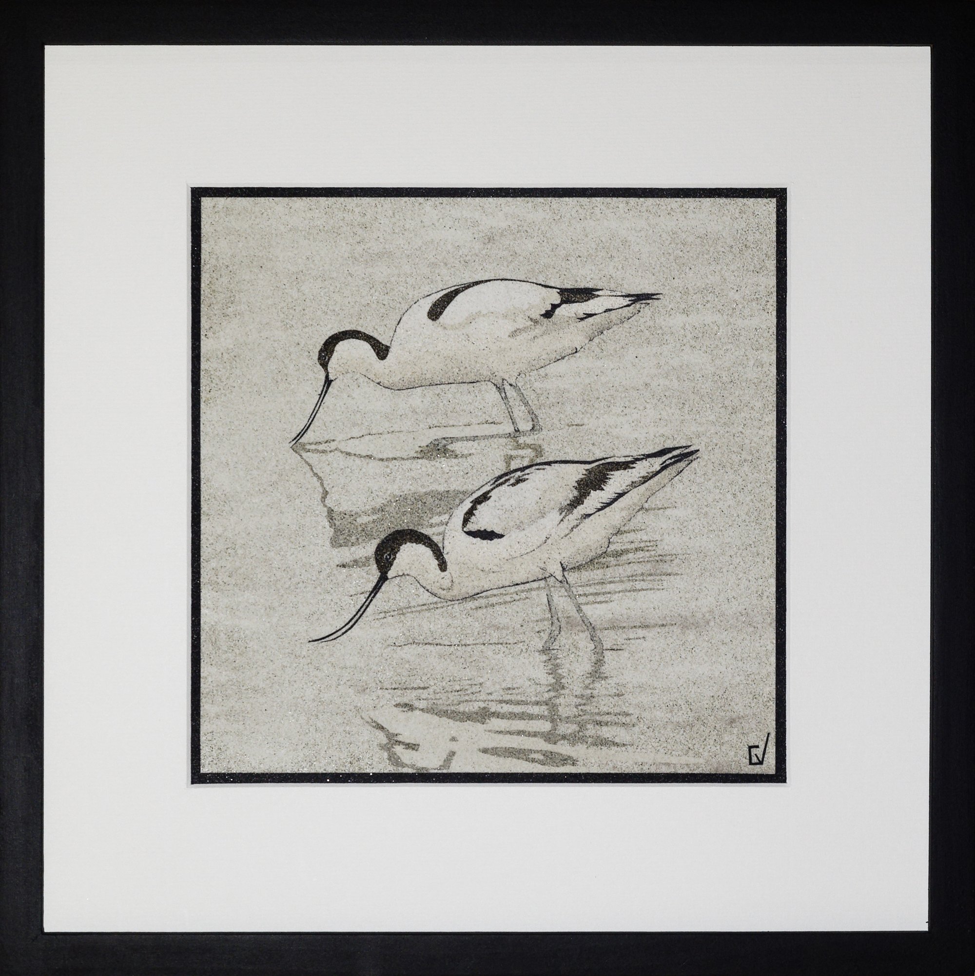 Avocette élégante