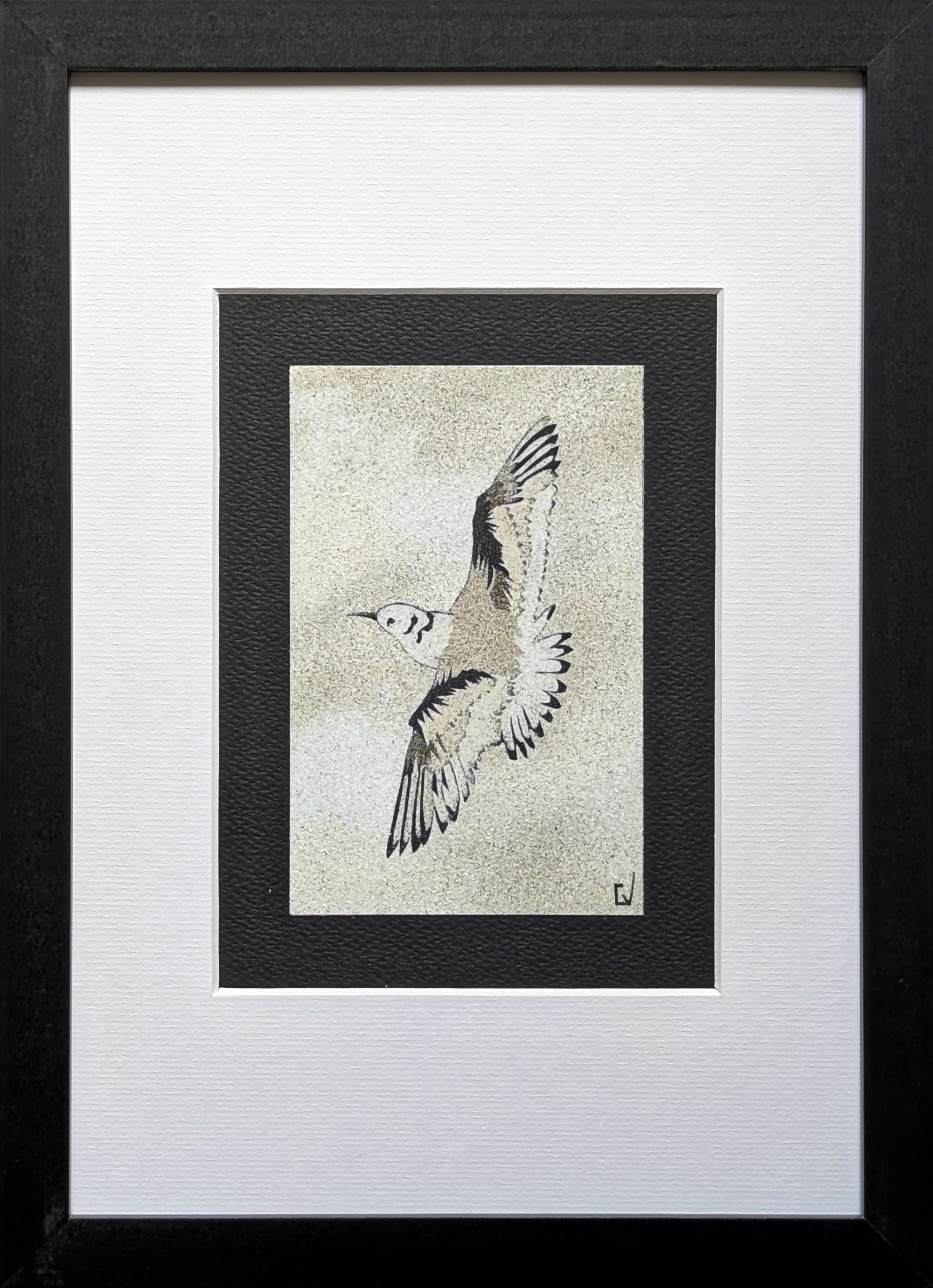 Mouette tridactyle