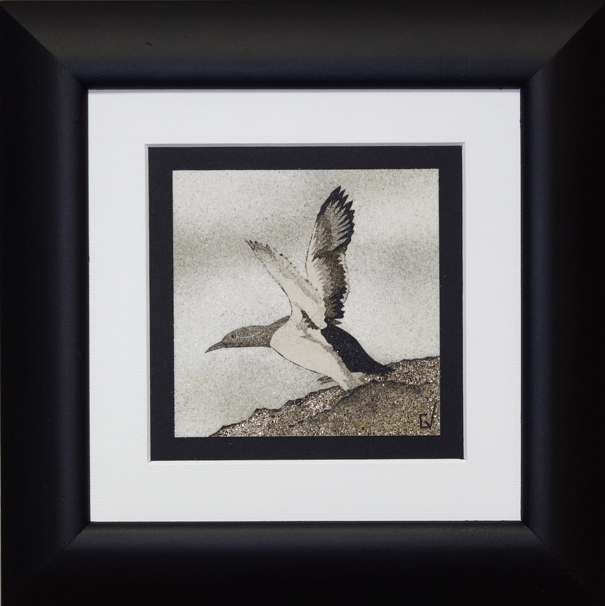 guillemot de troïl