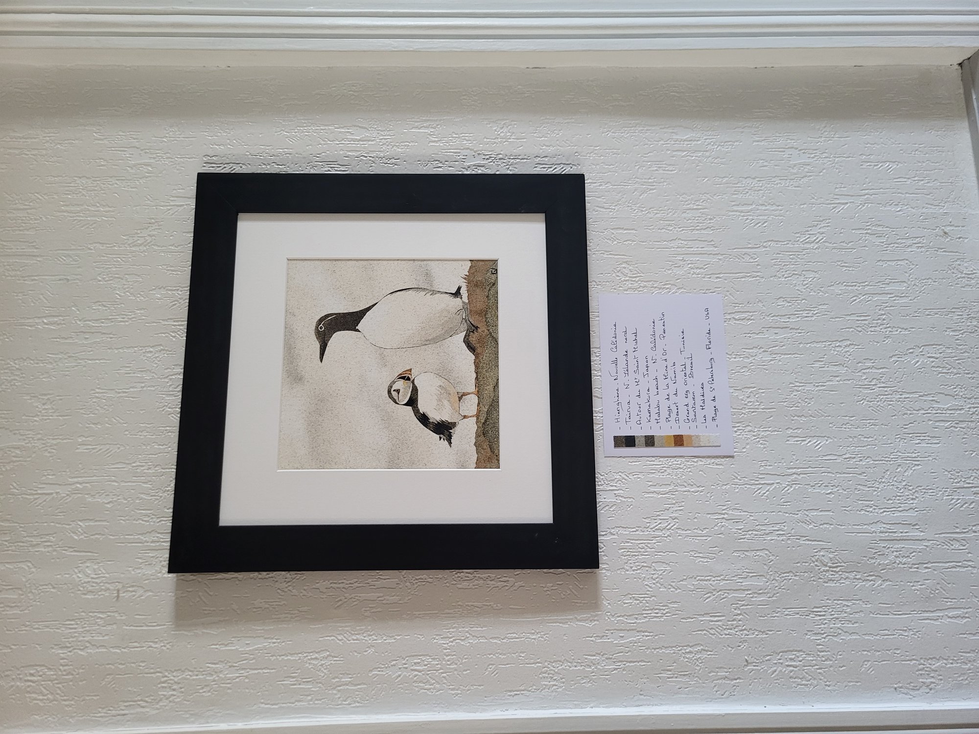 Guillemot et Macareux