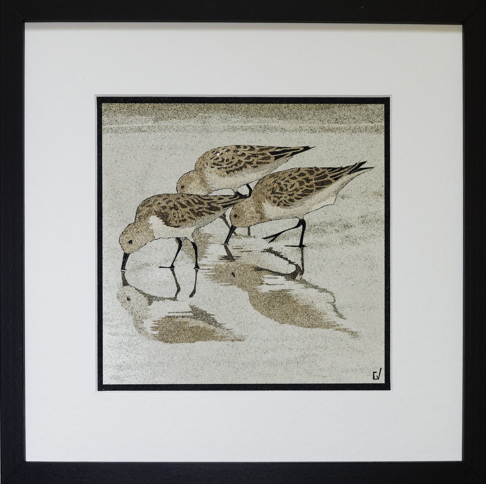 Becasseaux Sanderling
