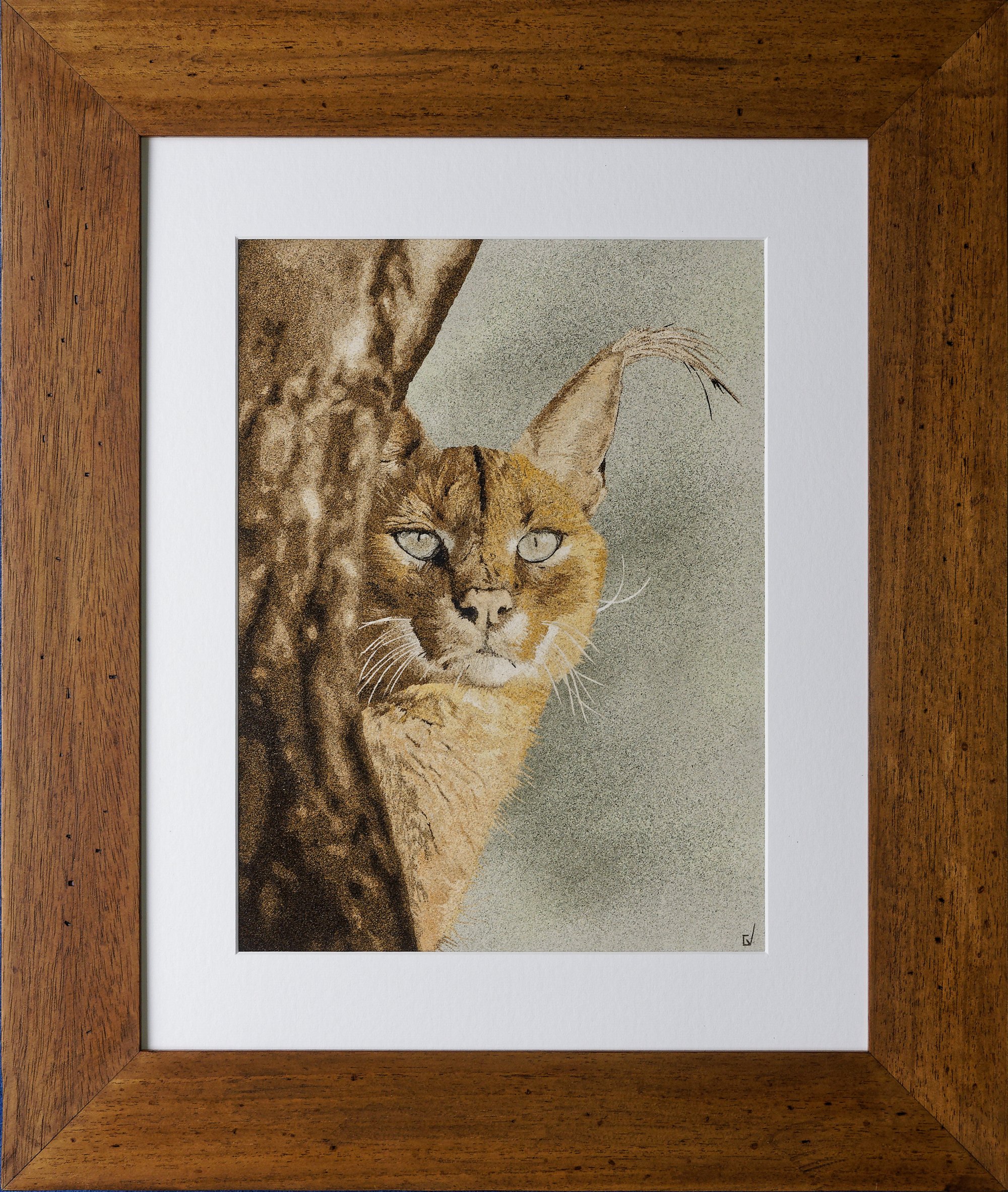 Caracal